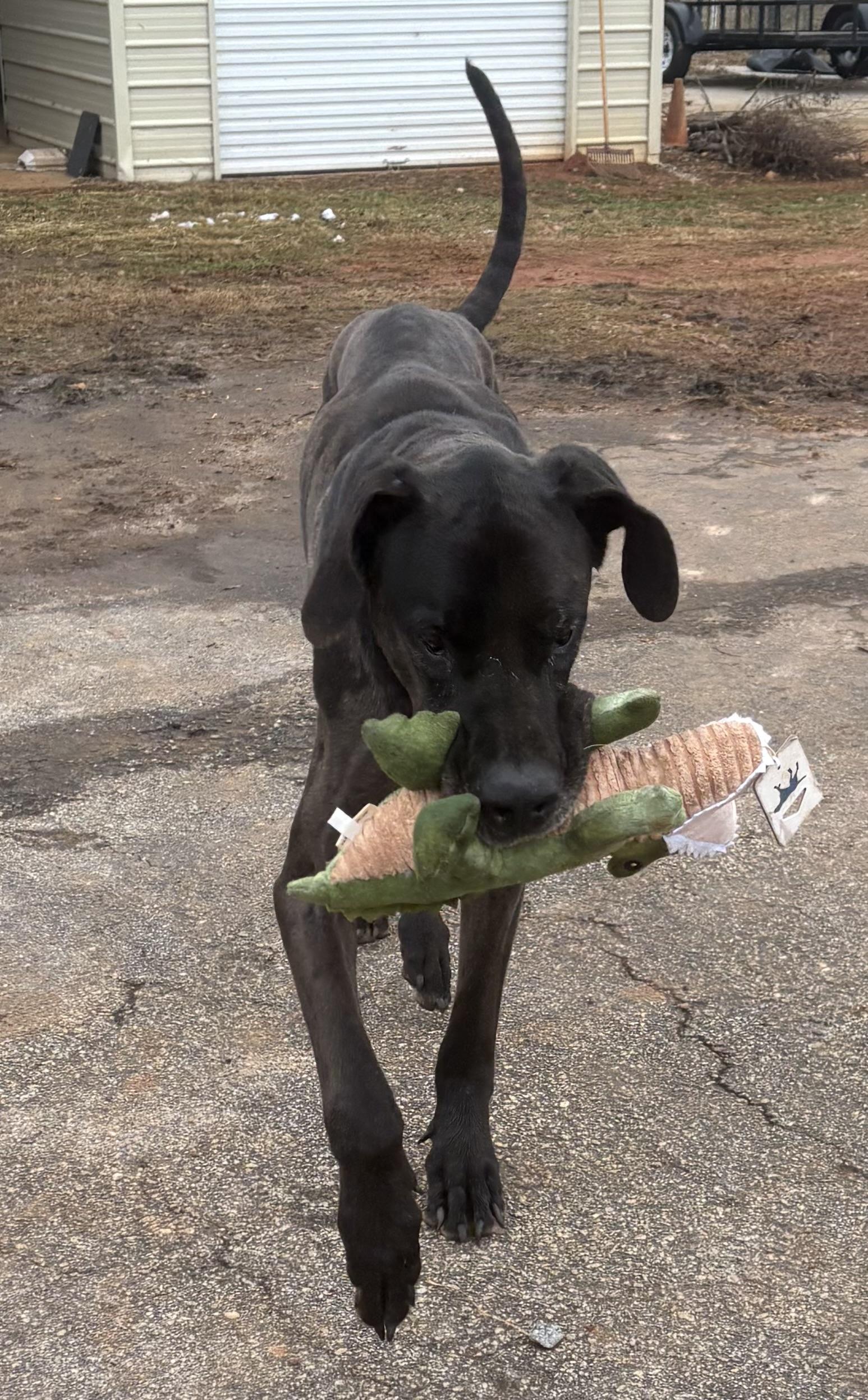 Atlas and Athena (bonded), a ADOPTABLE Great Dane in Williamston, SC image 4/6