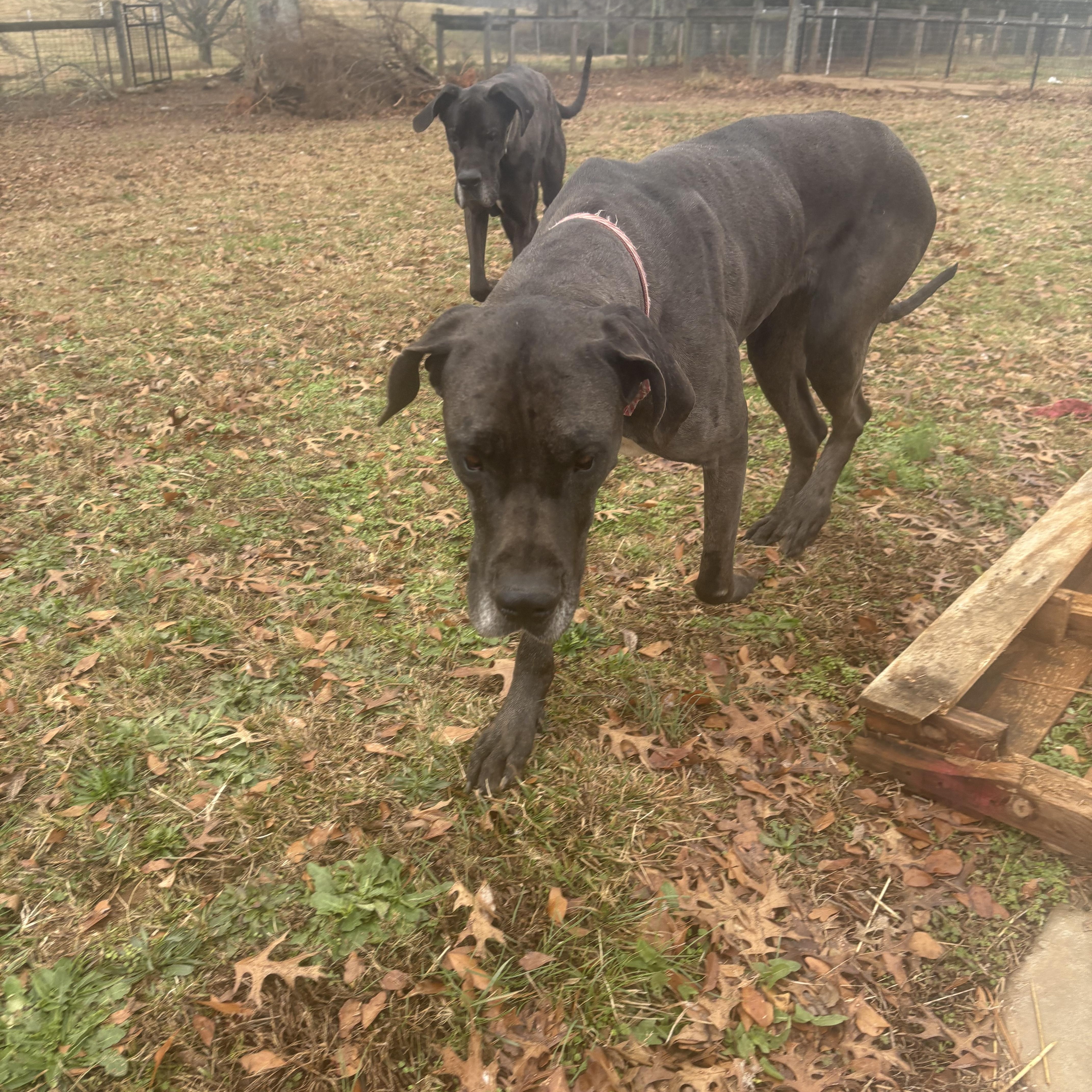 Atlas and Athena (bonded), a ADOPTABLE Great Dane in Williamston, SC image 2/6