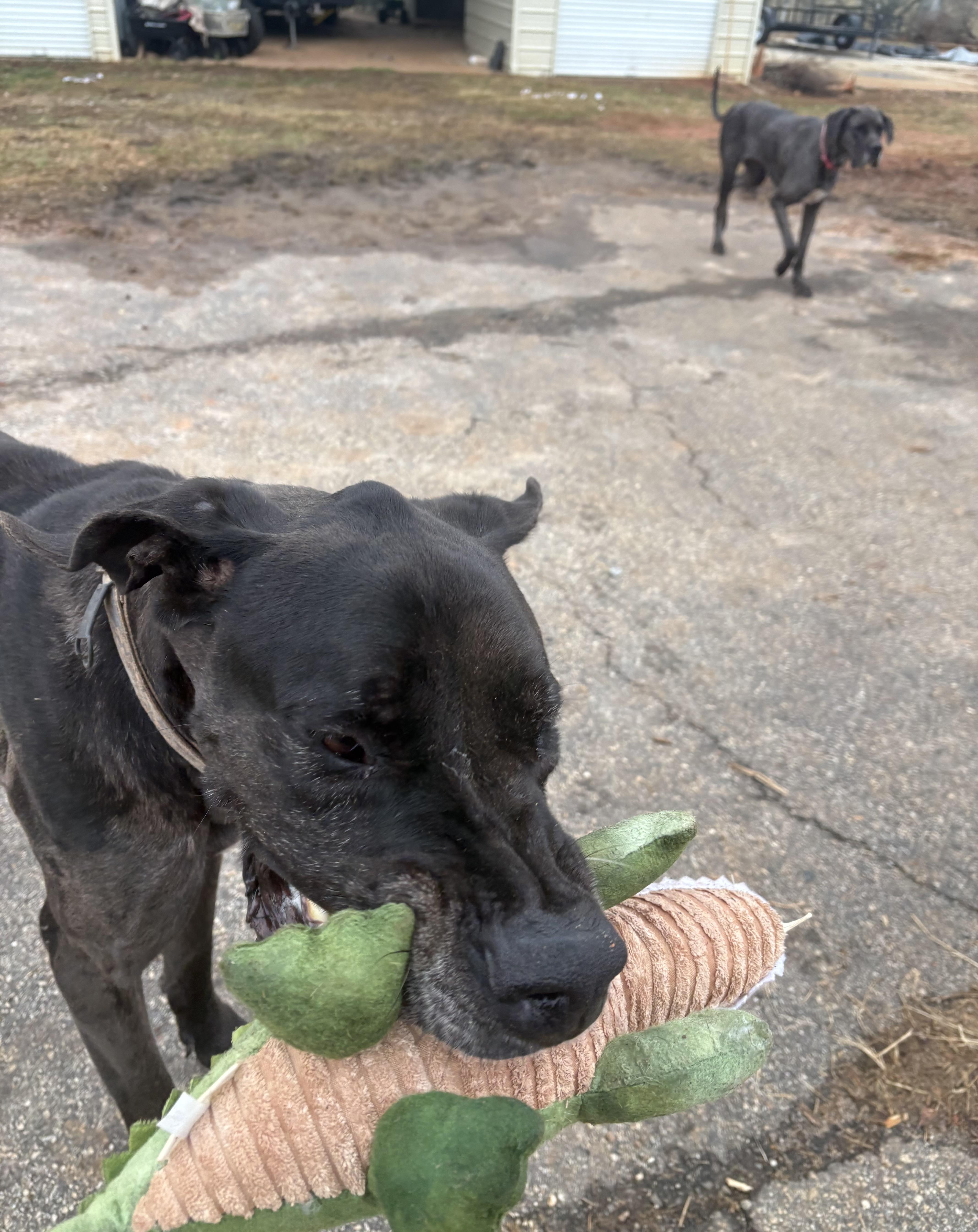 Atlas and Athena (bonded), a ADOPTABLE Great Dane in Williamston, SC image 6/6