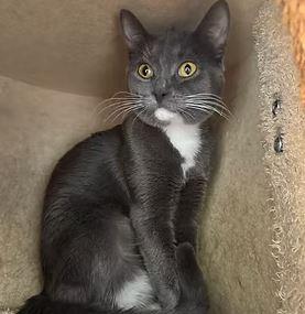 Enlarge Fernandez, a Adoptable Domestic Short Hair in Keswick, ON image 1/1