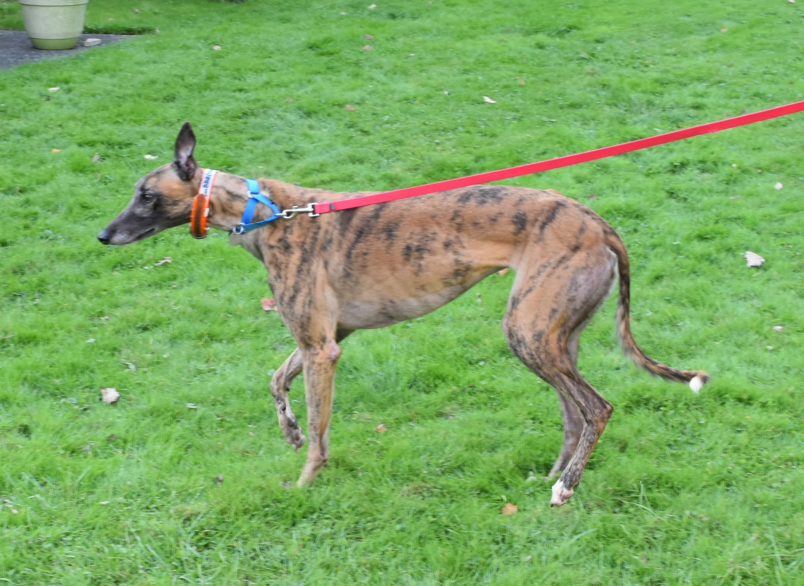 Blazin BBQ "Marla", an adopted Greyhound in Chagrin Falls, OH image 2/4