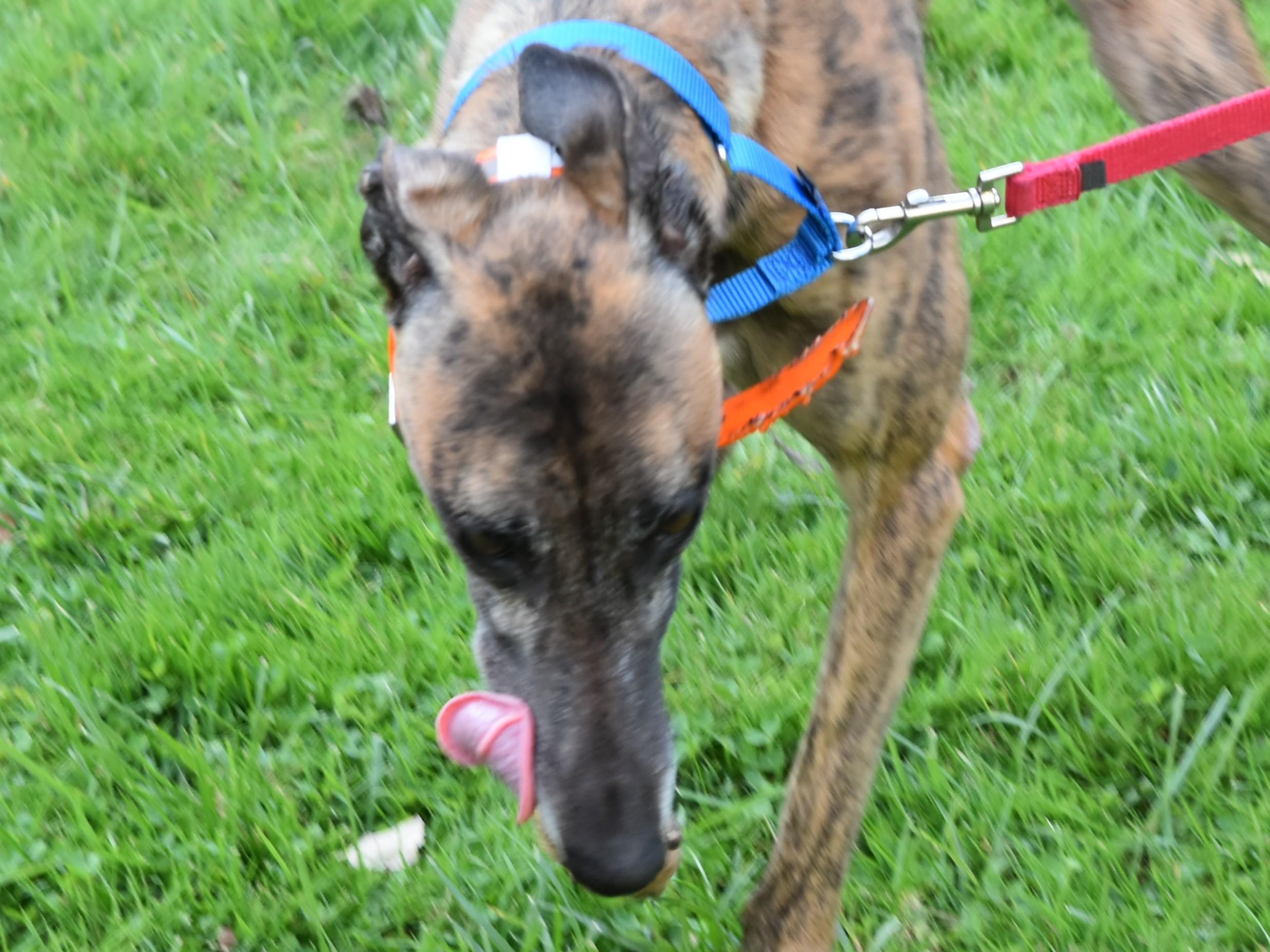 Blazin BBQ "Marla", an adopted Greyhound in Chagrin Falls, OH image 4/4