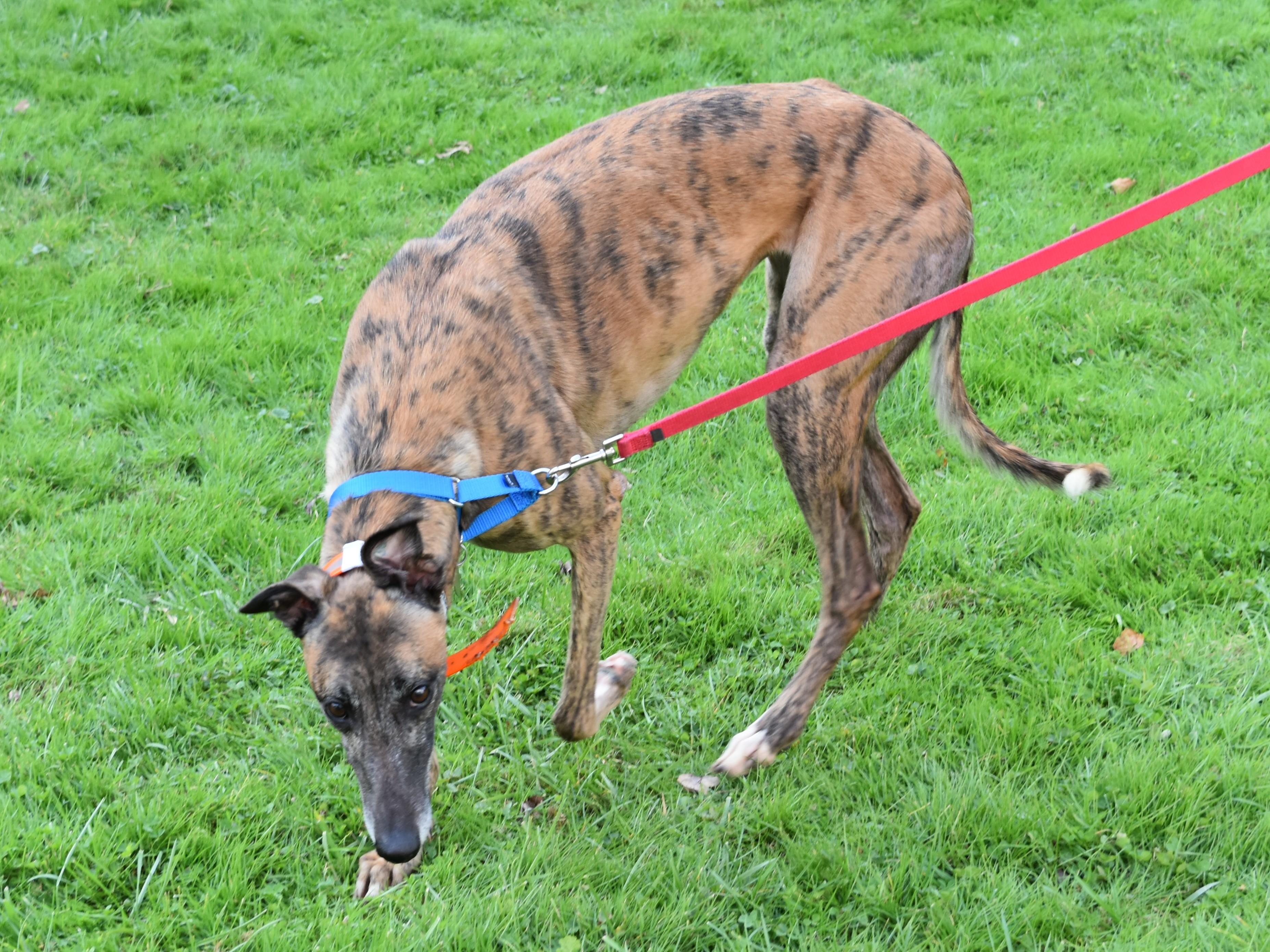 Blazin BBQ "Marla", an adopted Greyhound in Chagrin Falls, OH image 3/4