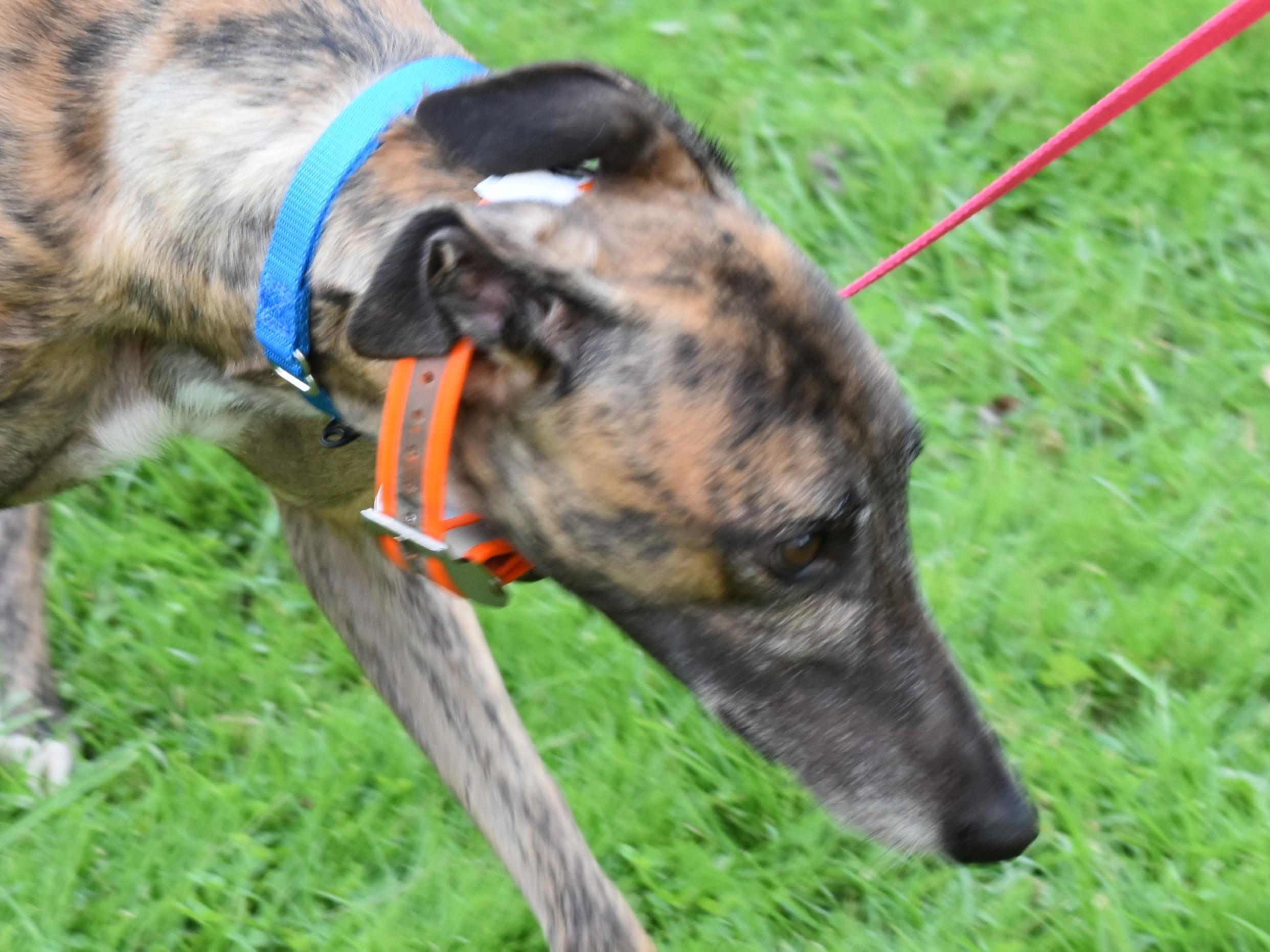 Blazin BBQ "Marla", adopted, Young Female Greyhound.