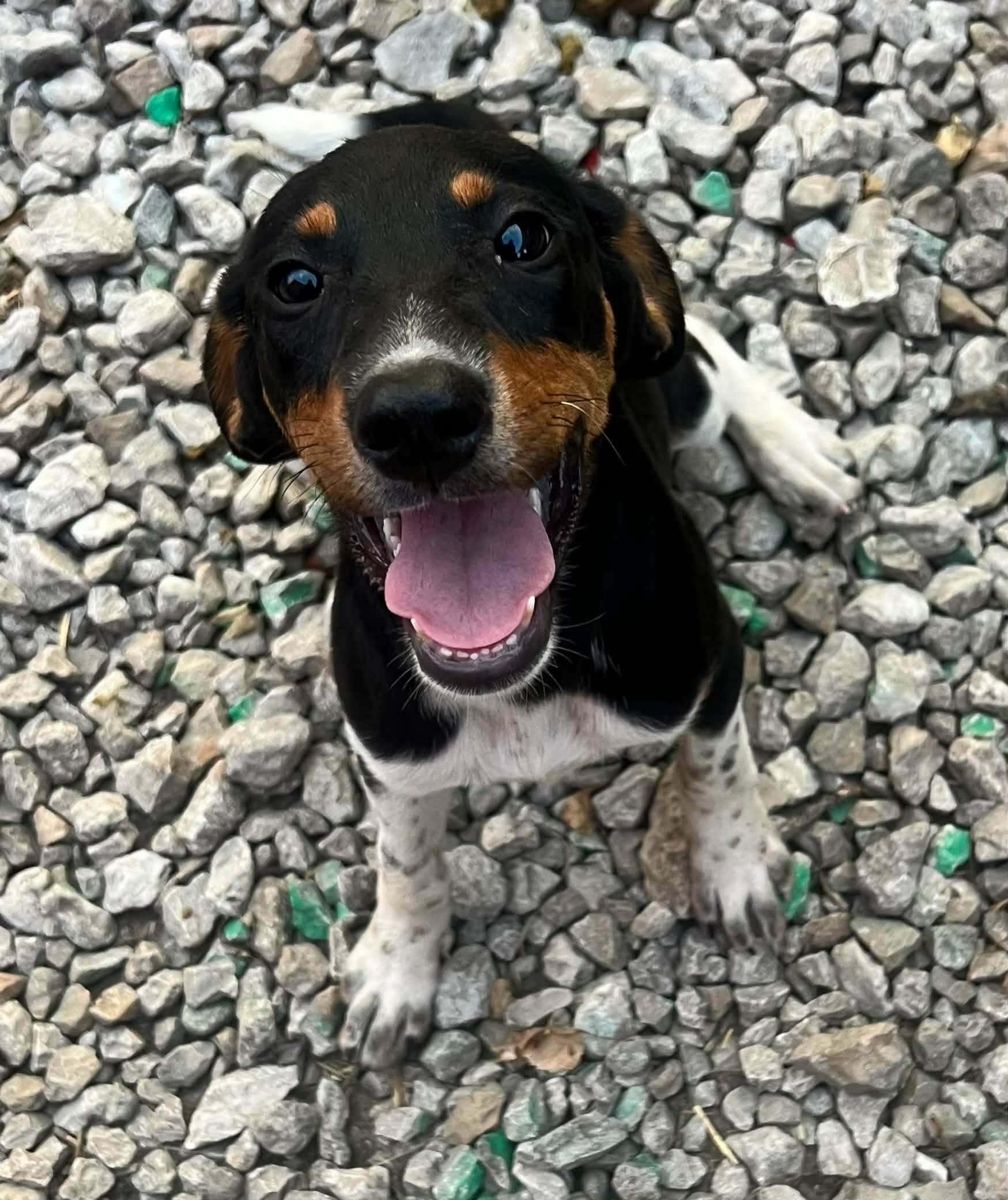 Enlarge TINA, a Adoptable Hound in Lincoln, NE image 2/6