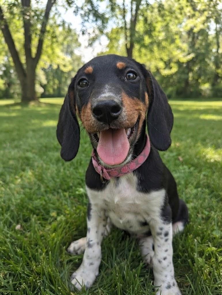 TINA, Adoptable, Puppy Female Hound.