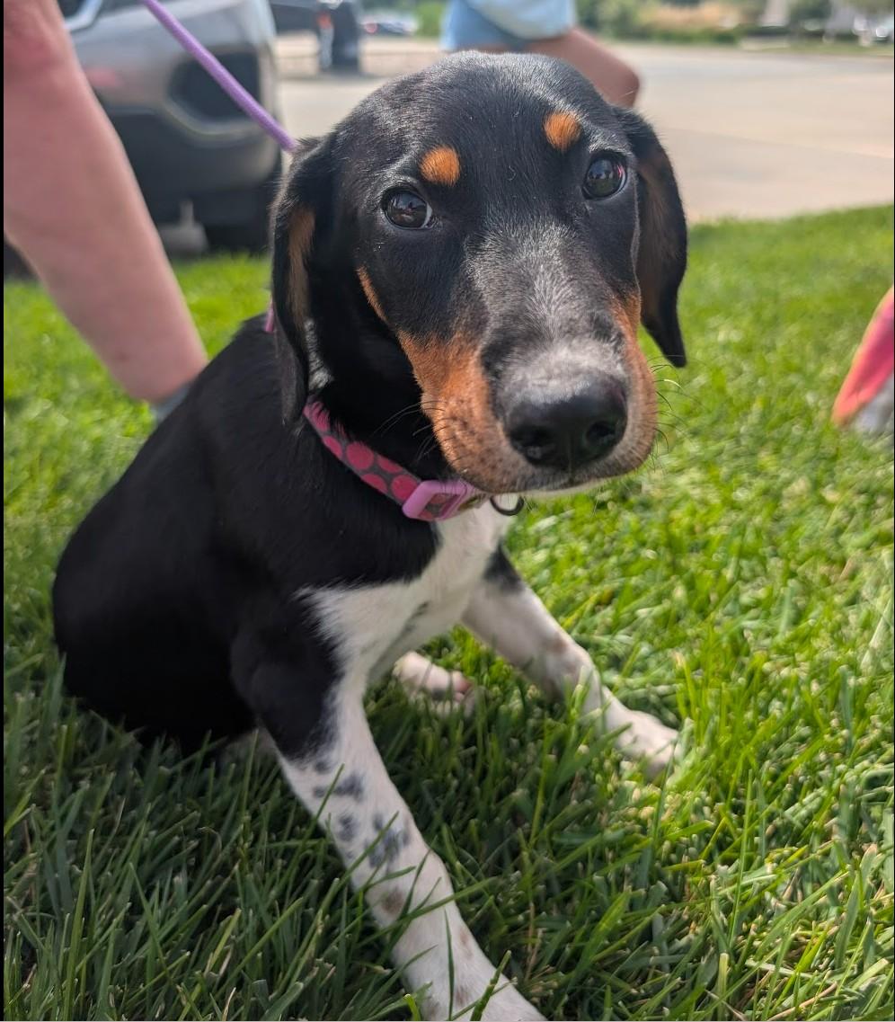 Enlarge TINA, a Adoptable Hound in Lincoln, NE image 3/6