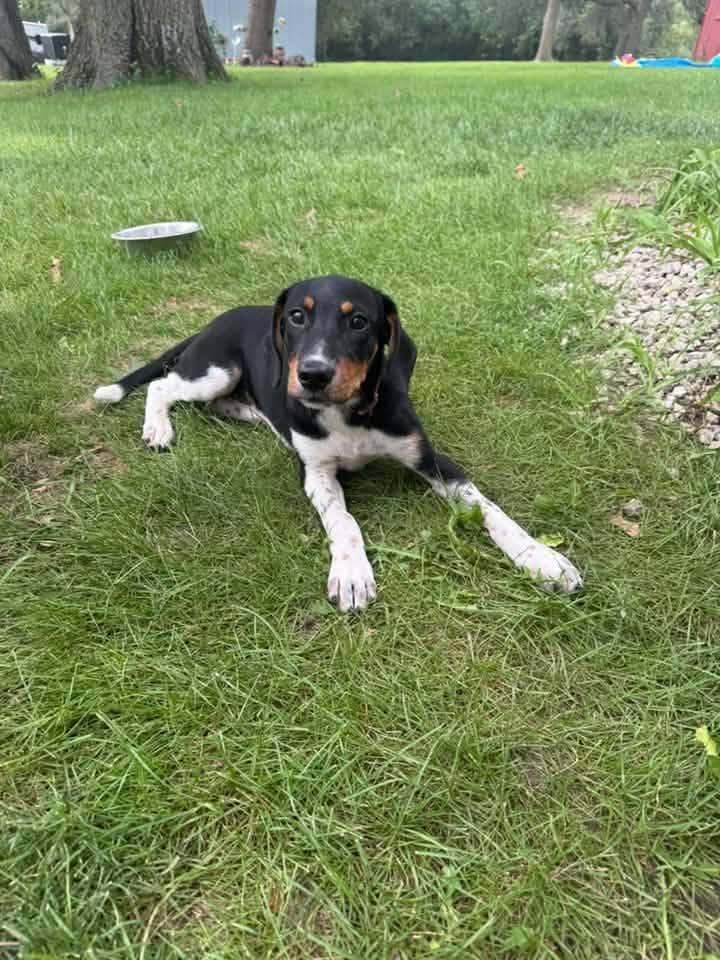 Enlarge TINA, a Adoptable Hound in Lincoln, NE image 4/6