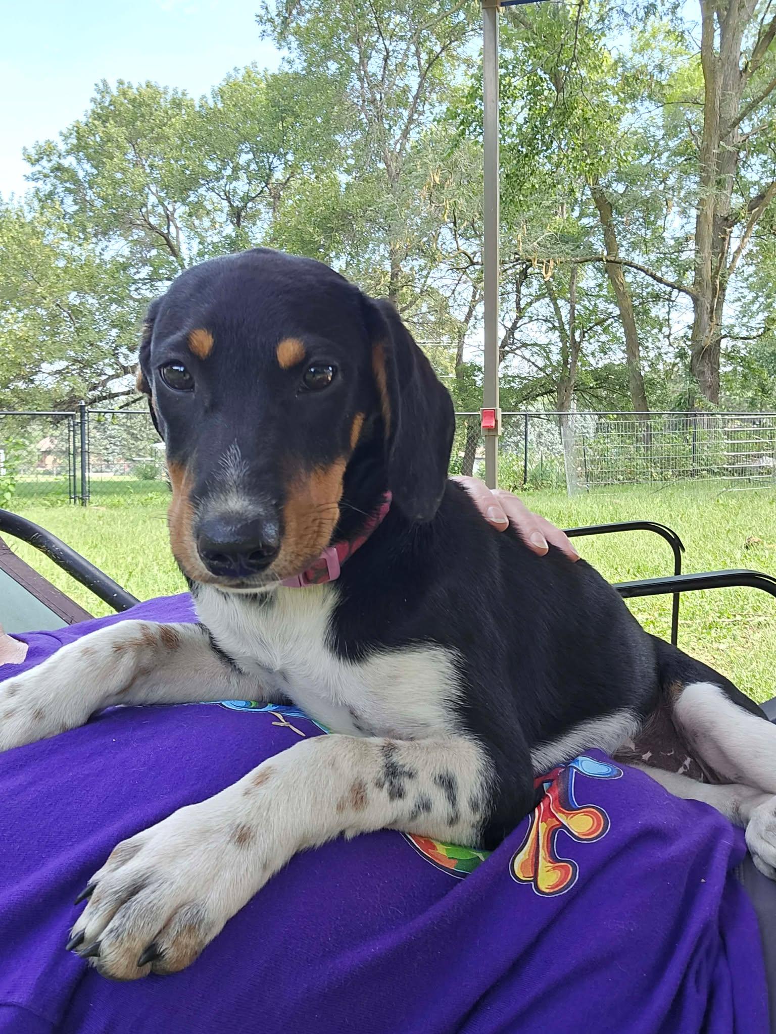 Enlarge TINA, a Adoptable Hound in Lincoln, NE image 5/6