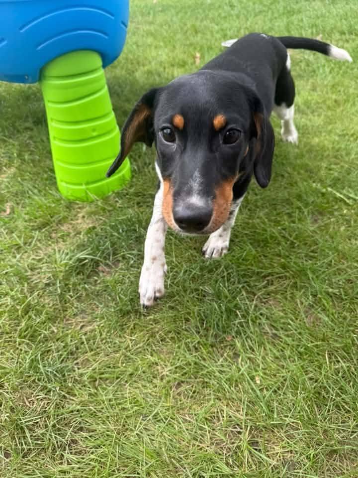 Enlarge TINA, a Adoptable Hound in Lincoln, NE image 6/6