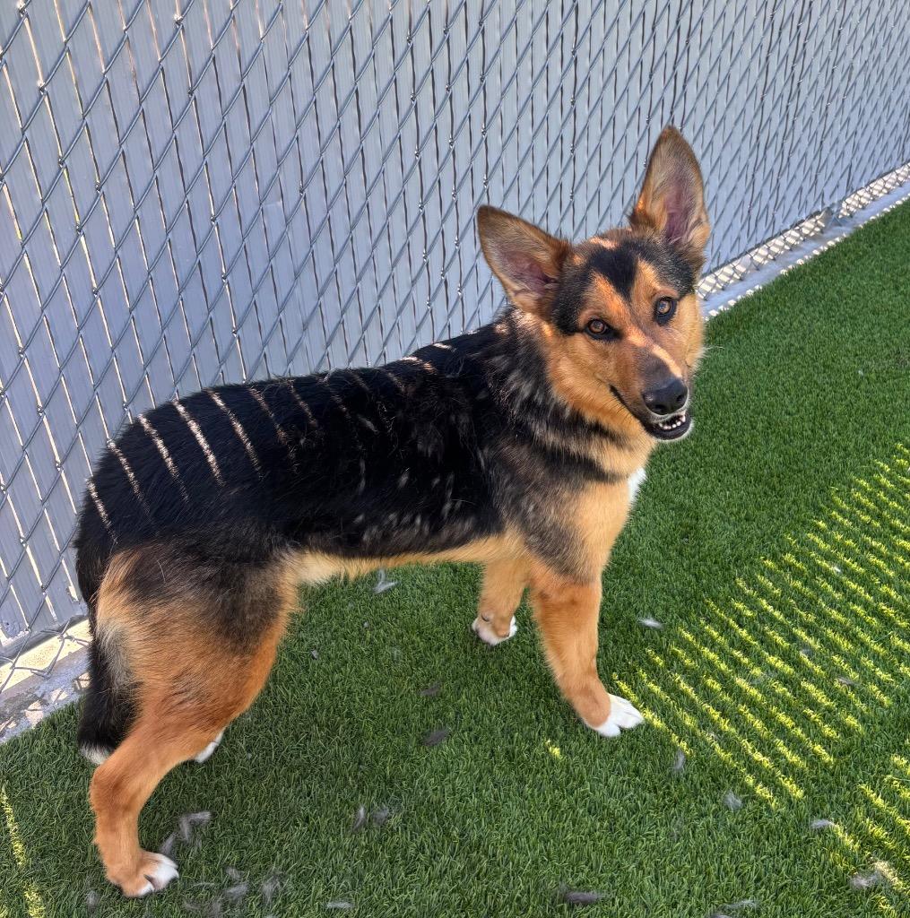 Repete, a ADOPTABLE German Shepherd Dog in Frankfort, KY image 3/4