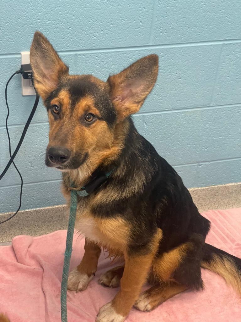 Repete, a ADOPTABLE German Shepherd Dog in Frankfort, KY image 2/2