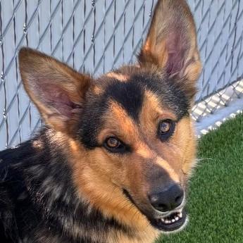 Repete, ADOPTABLE, Young Male German Shepherd Dog.
