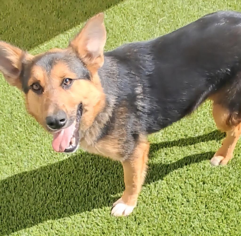 Repete, a ADOPTABLE German Shepherd Dog in Frankfort, KY image 1/2