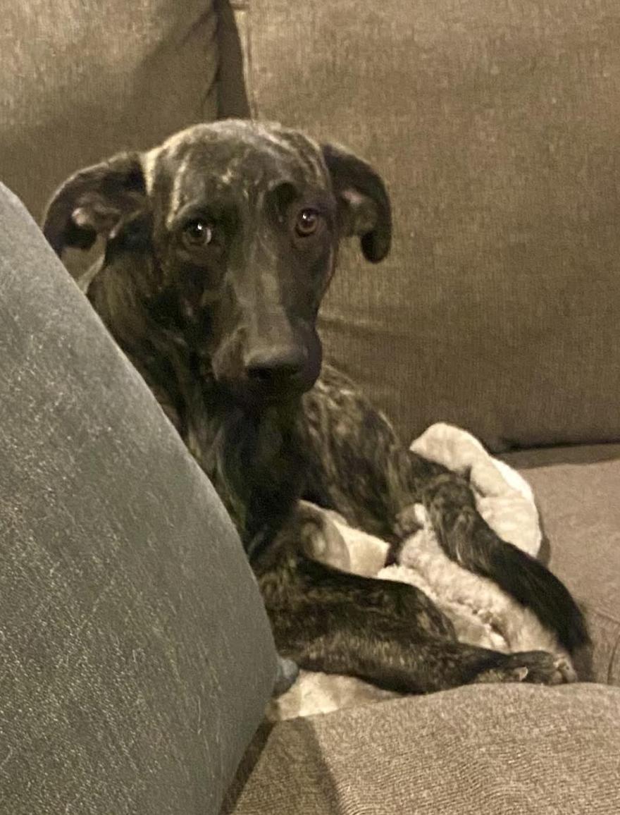 Enlarge Dolly Parton, a Adoptable mixed breed in Woburn, MA image 5/6