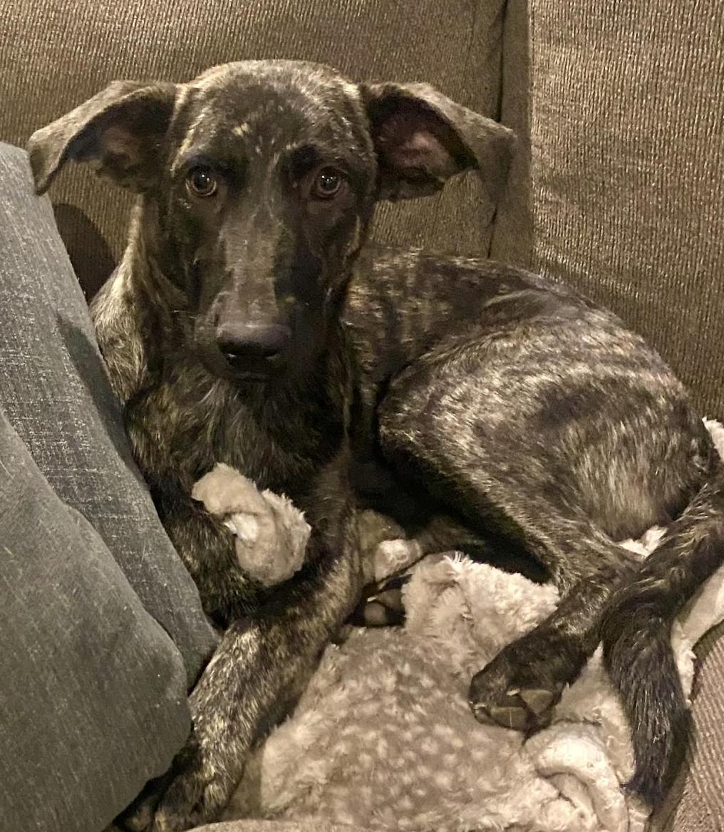 Enlarge Dolly Parton, a Adoptable mixed breed in Woburn, MA image 3/6