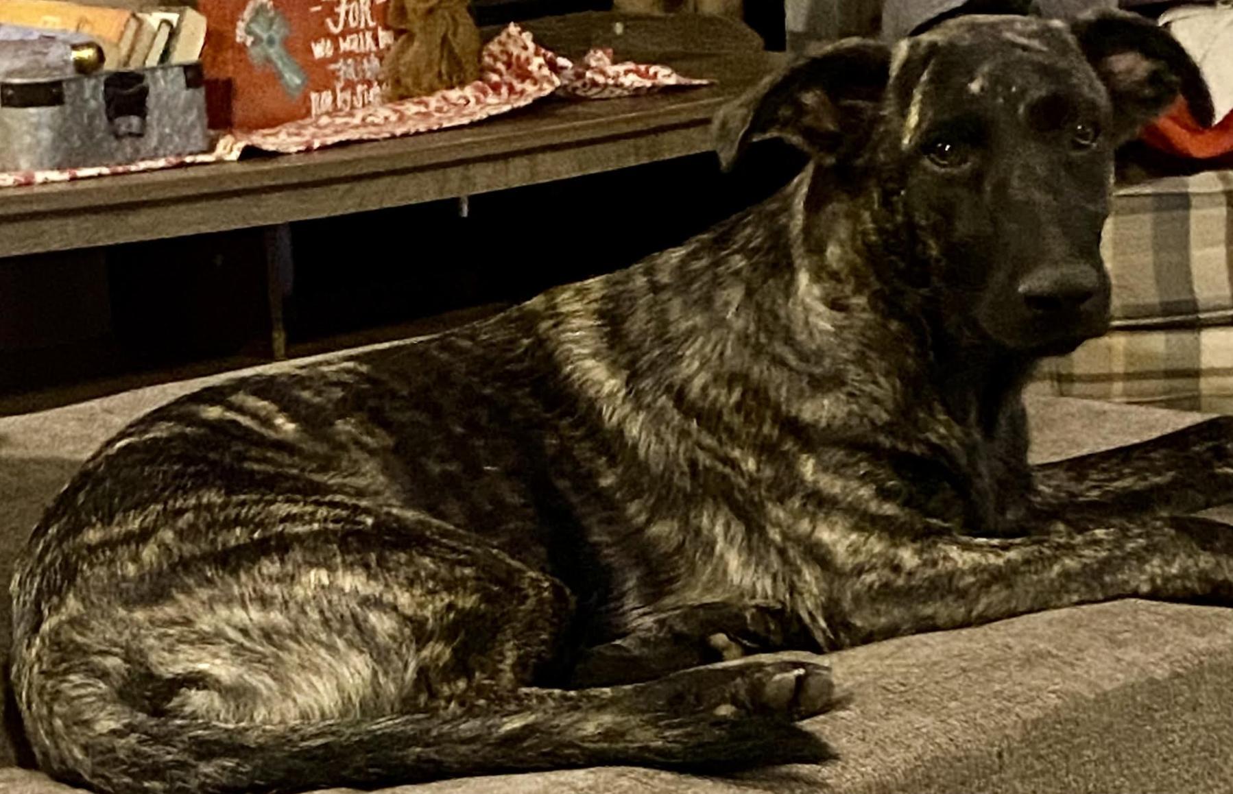 Enlarge Dolly Parton, a Adoptable mixed breed in Woburn, MA image 6/6