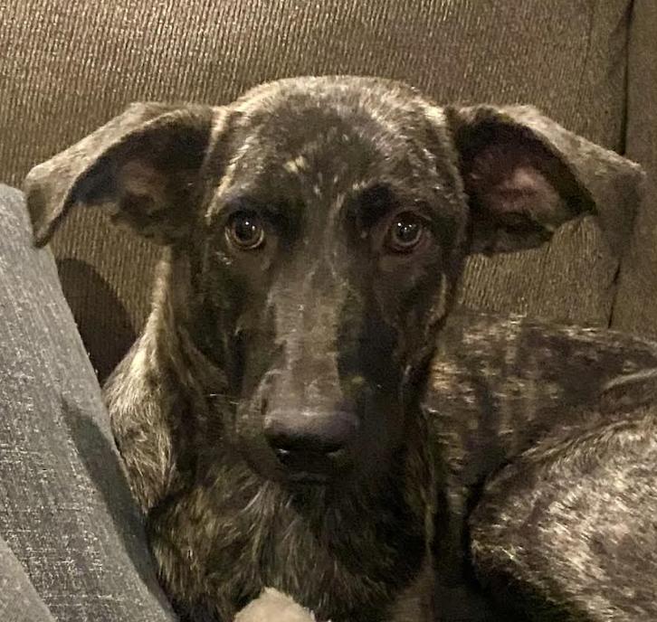 Enlarge Dolly Parton, a Adoptable mixed breed in Woburn, MA image 1/6