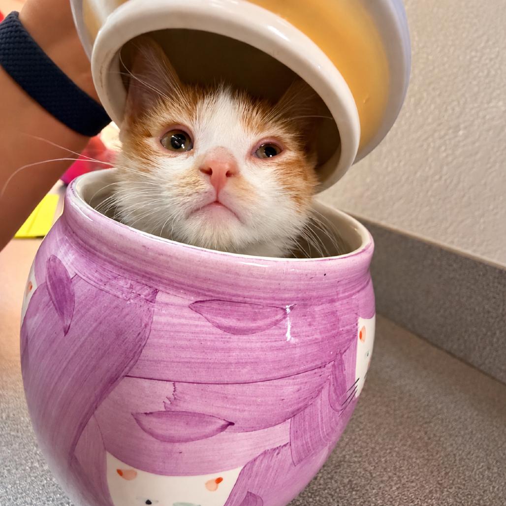 Mr. Krabs, Adoptable, Kitten Male Domestic Short Hair.