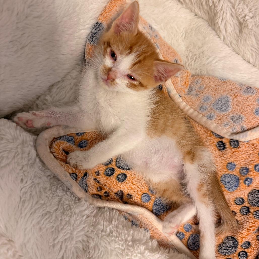 Enlarge Mr. Krabs, a Adoptable Domestic Short Hair in Commerce City, CO image 2/6