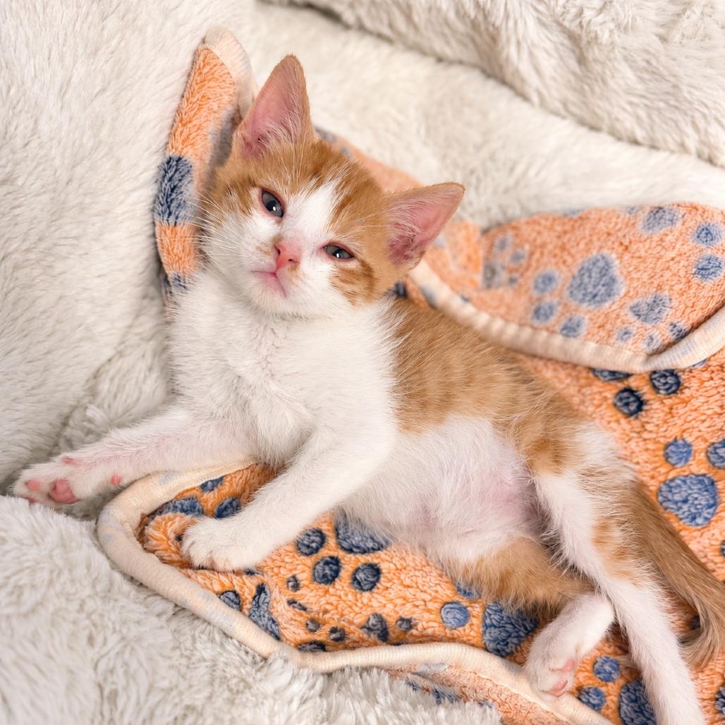 Enlarge Mr. Krabs, a Adoptable Domestic Short Hair in Commerce City, CO image 4/6