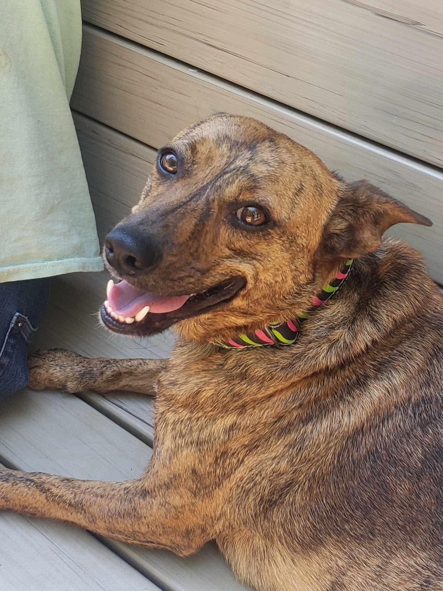 Allie, a Adoptable mixed breed in Roanoke, AL image 1/6