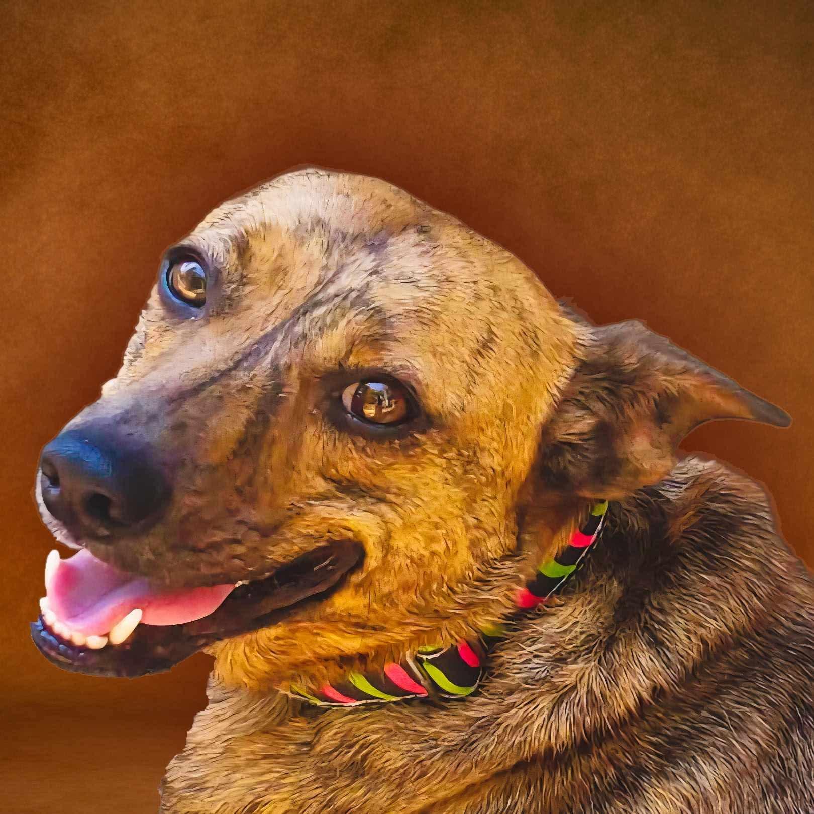 Allie, a Adoptable mixed breed in Roanoke, AL image 2/6