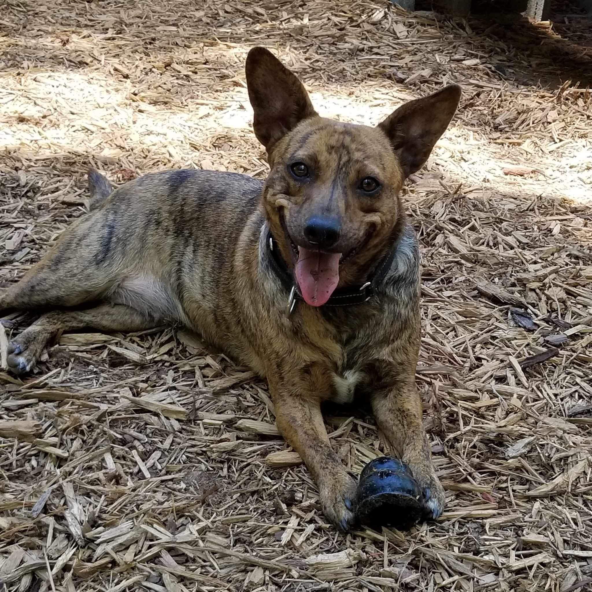Allie, a Adoptable mixed breed in Roanoke, AL image 3/6