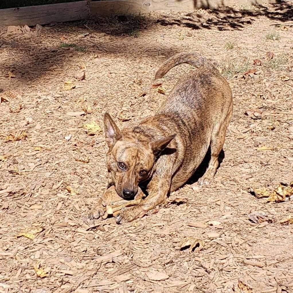 Enlarge Allie (Spicy Nugget), a Adoptable mixed breed in Roanoke, AL image 6/6