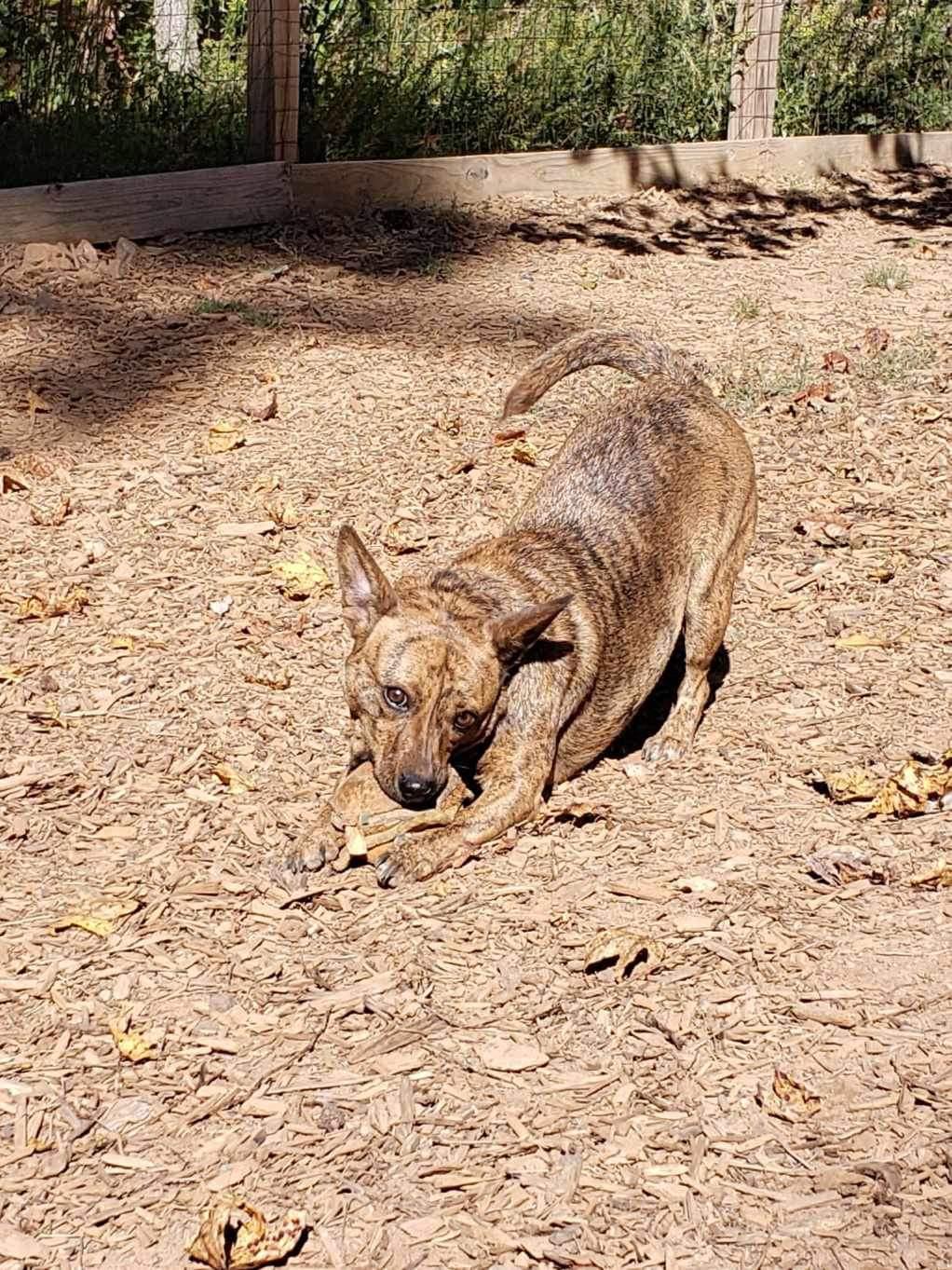 Allie, a Adoptable mixed breed in Roanoke, AL image 6/6