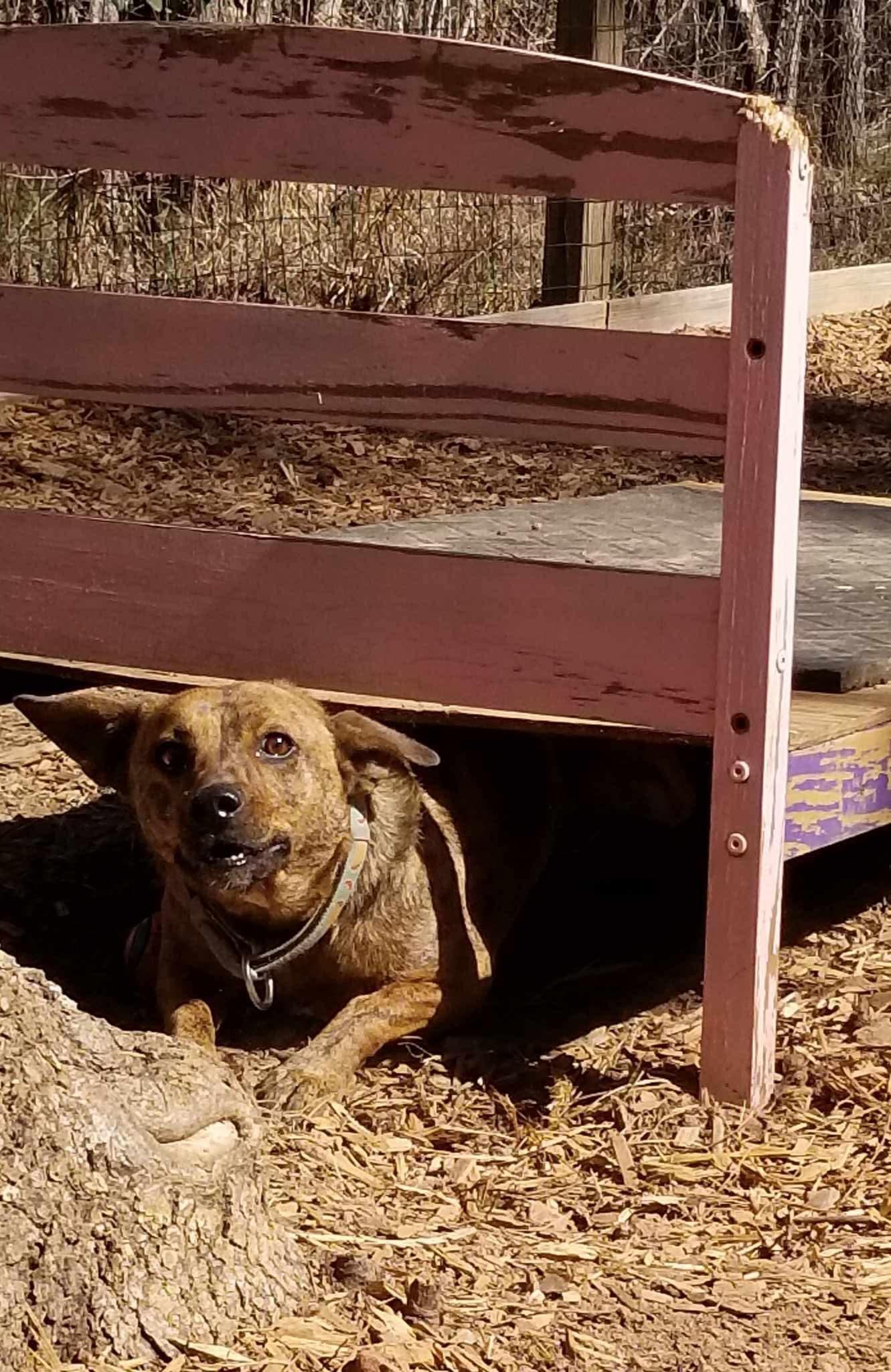 Allie, a Adoptable mixed breed in Roanoke, AL image 4/6