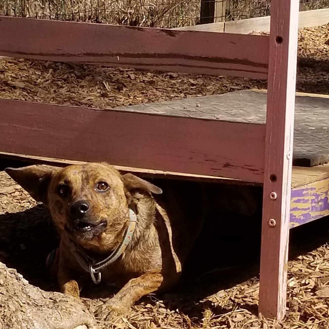 Enlarge Allie (Spicy Nugget), a Adoptable mixed breed in Roanoke, AL image 4/6