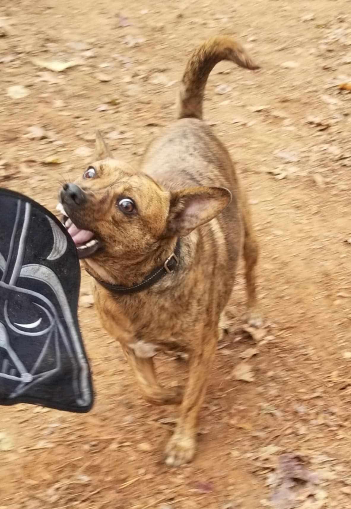 Allie, a Adoptable mixed breed in Roanoke, AL image 2/6