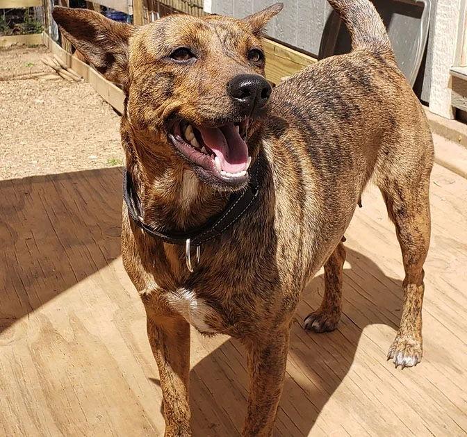 Enlarge Allie, a Adoptable Terrier in Roanoke, AL image 1/1