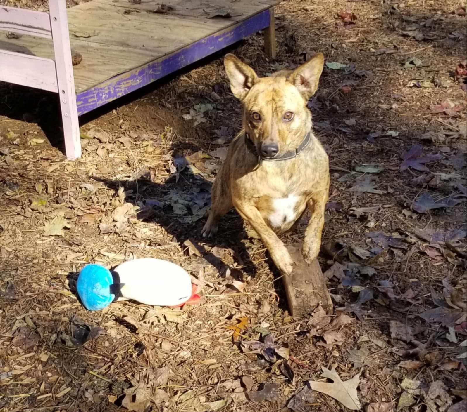 Allie, a Adoptable mixed breed in Roanoke, AL image 5/6