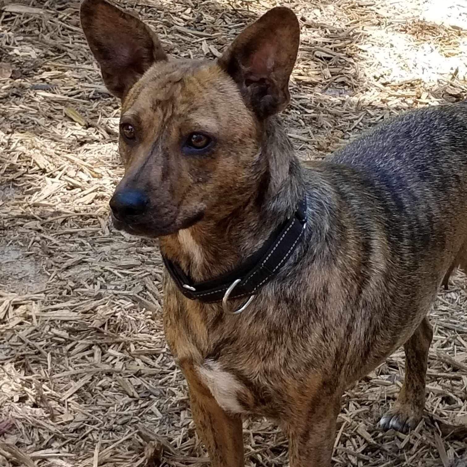 Enlarge Allie (Spicy Nugget), a Adoptable mixed breed in Roanoke, AL image 3/6