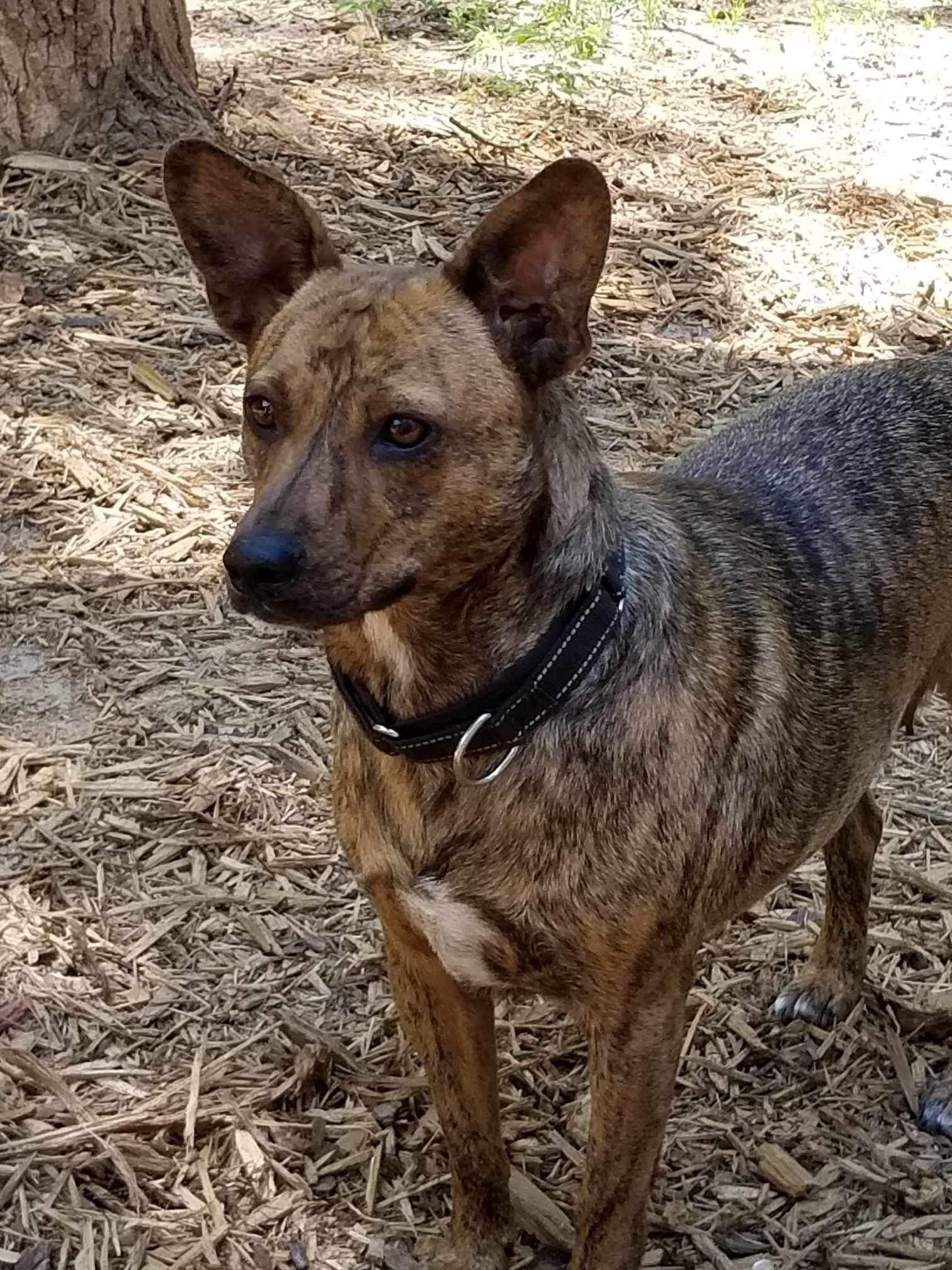 Allie, a Adoptable mixed breed in Roanoke, AL image 5/6