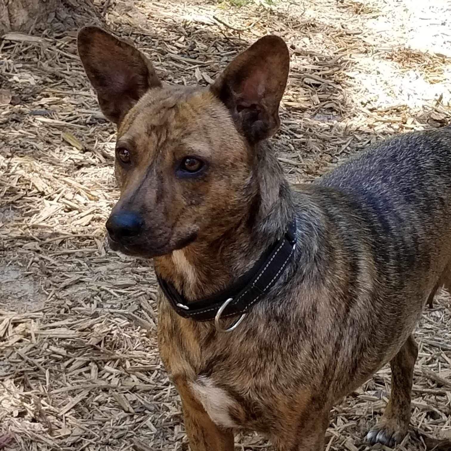 Allie, a Adoptable mixed breed in Roanoke, AL image 6/6