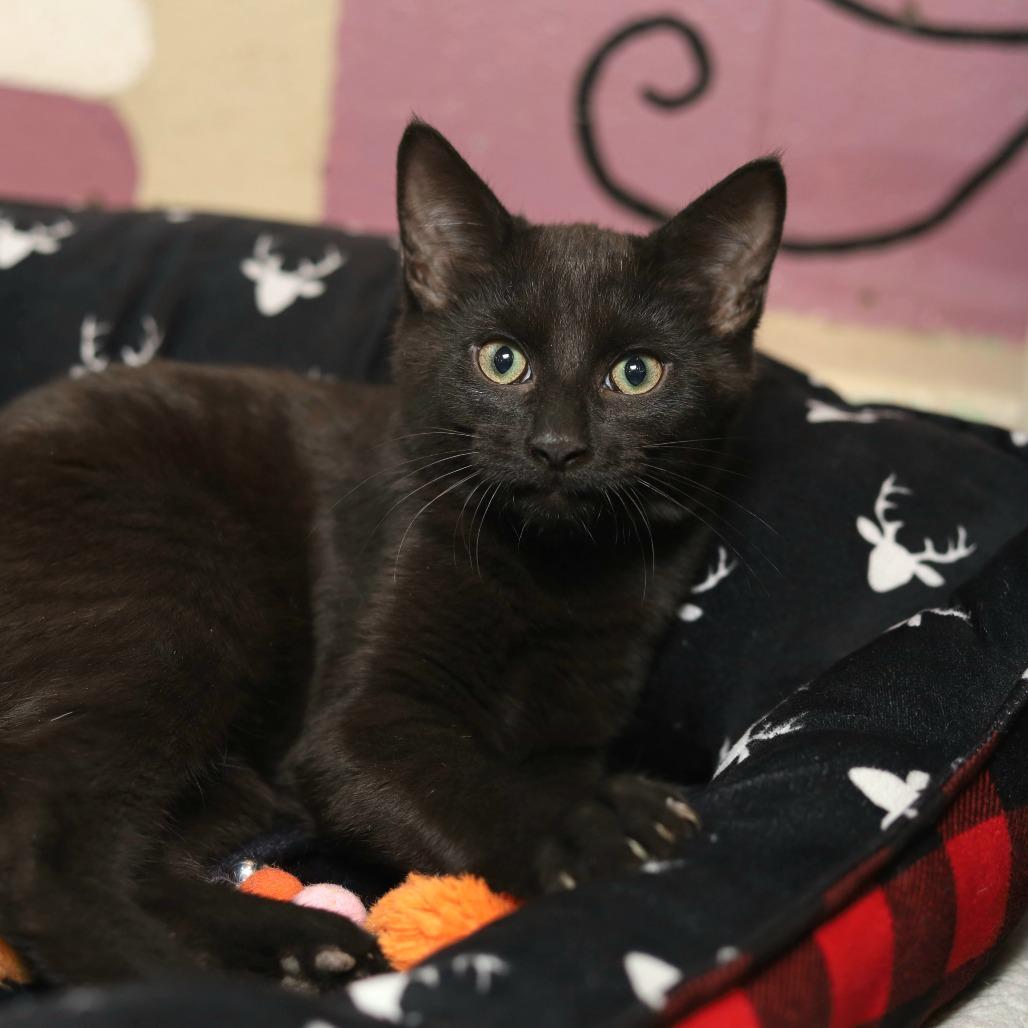 Abram, Adoptable, Kitten Male Domestic Short Hair.