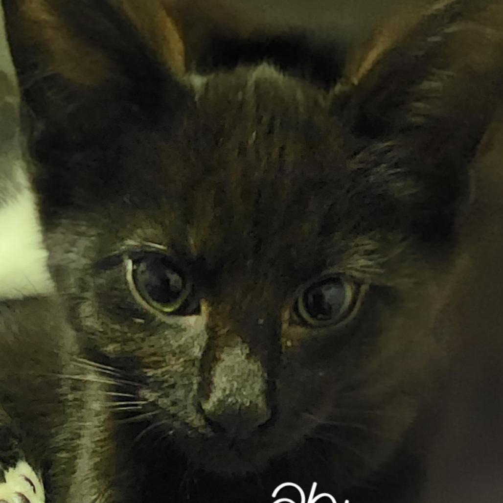 Enlarge Abram, a Adoptable Domestic Short Hair in Reisterstown, MD image 2/2