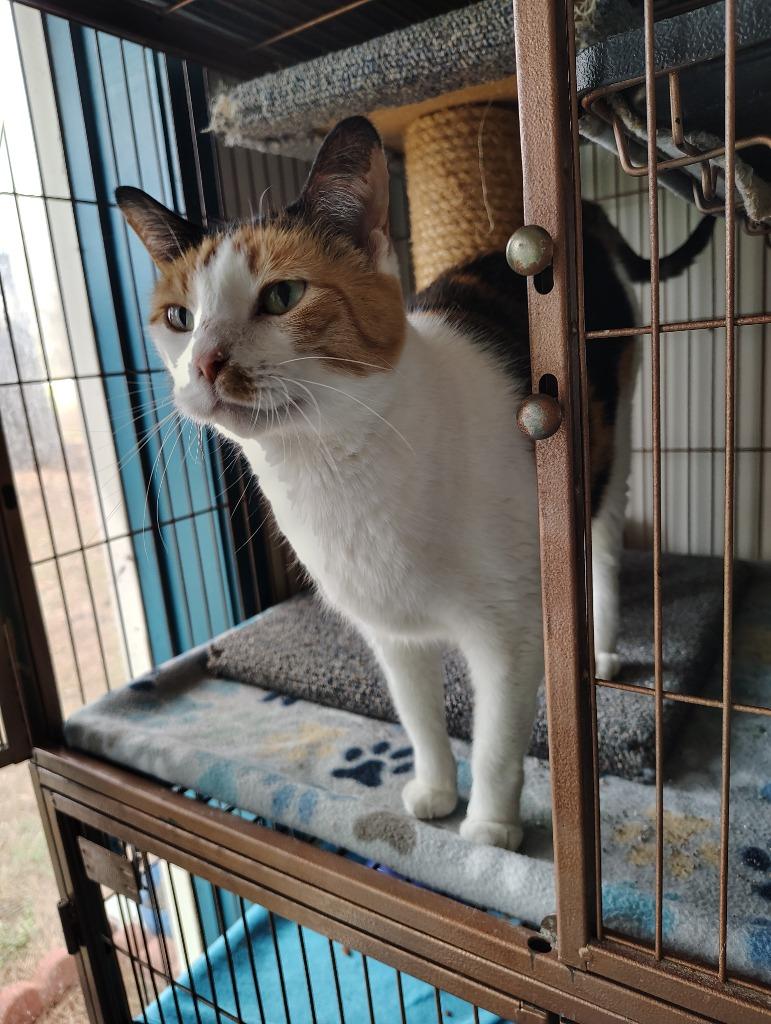 Enlarge Pebbles, a Adoptable Calico in Center, TX image 1/1