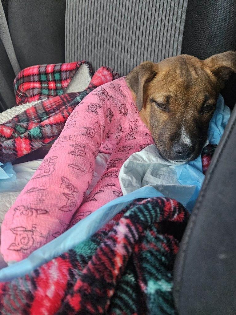 Joey - F, Adopted, Young Female Staffordshire Bull Terrier.