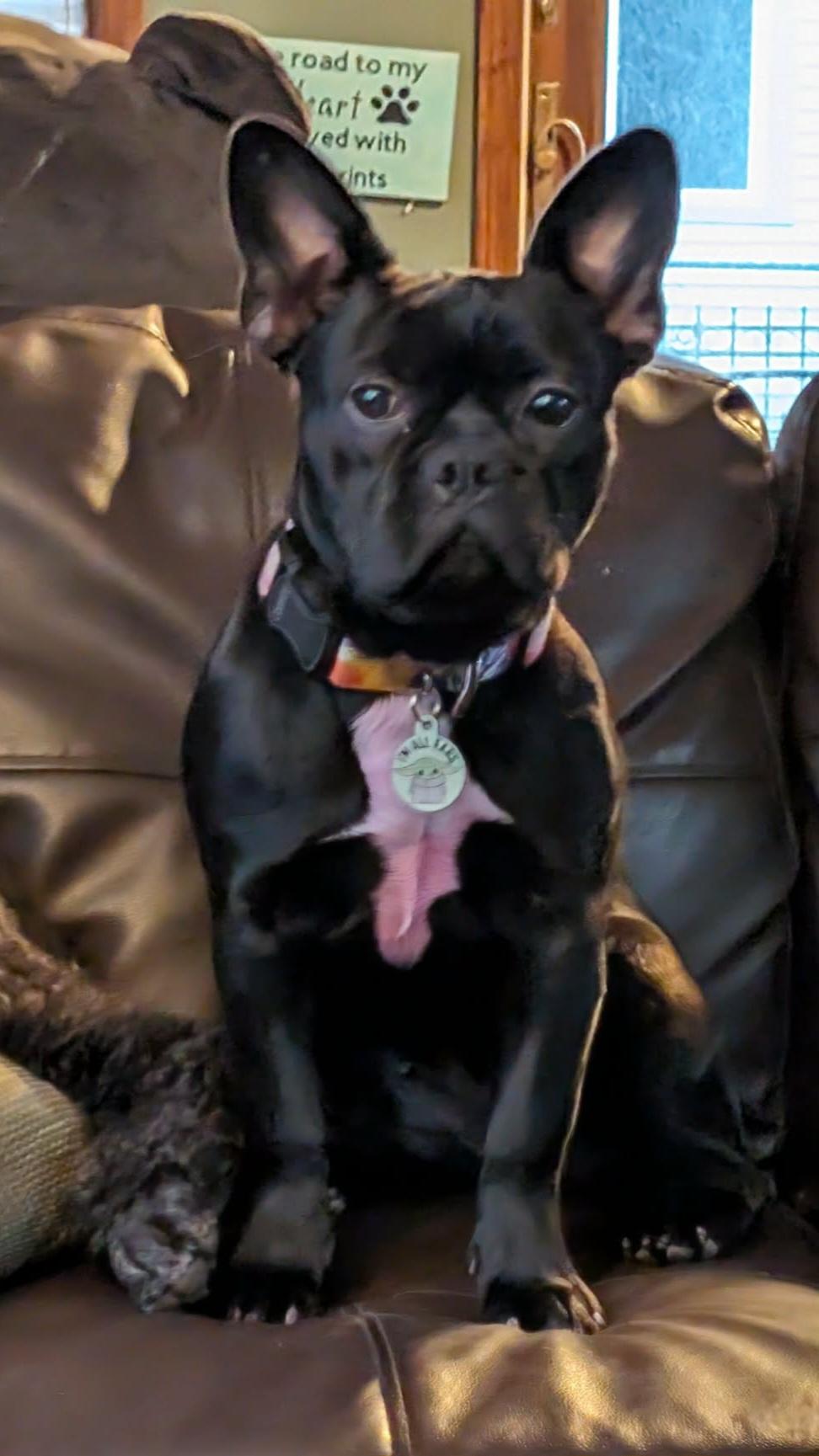 Enlarge Penelope, a Adopted mixed breed in merrillville, IN image 2/6