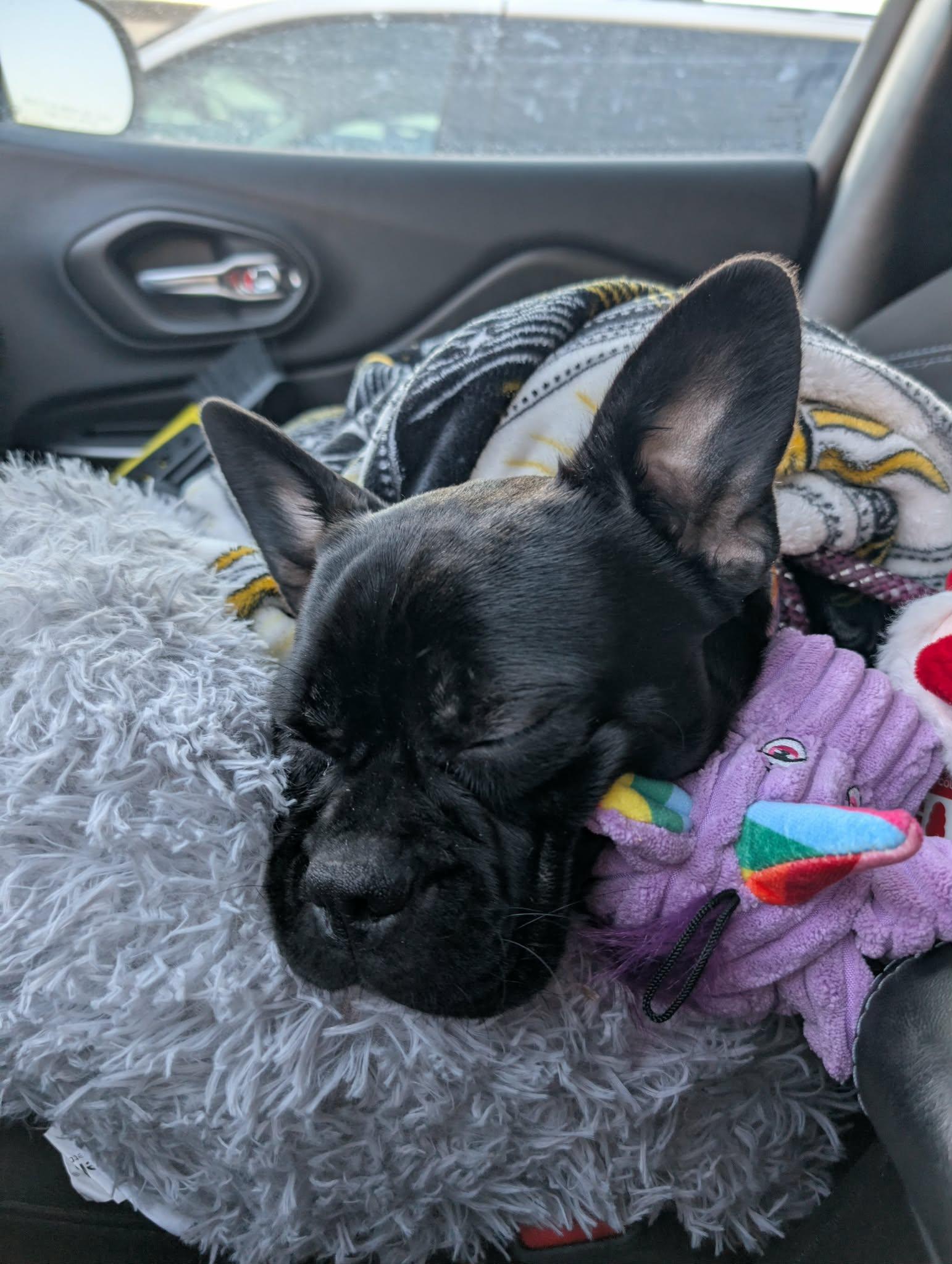 Enlarge Penelope, a Adopted mixed breed in merrillville, IN image 4/6