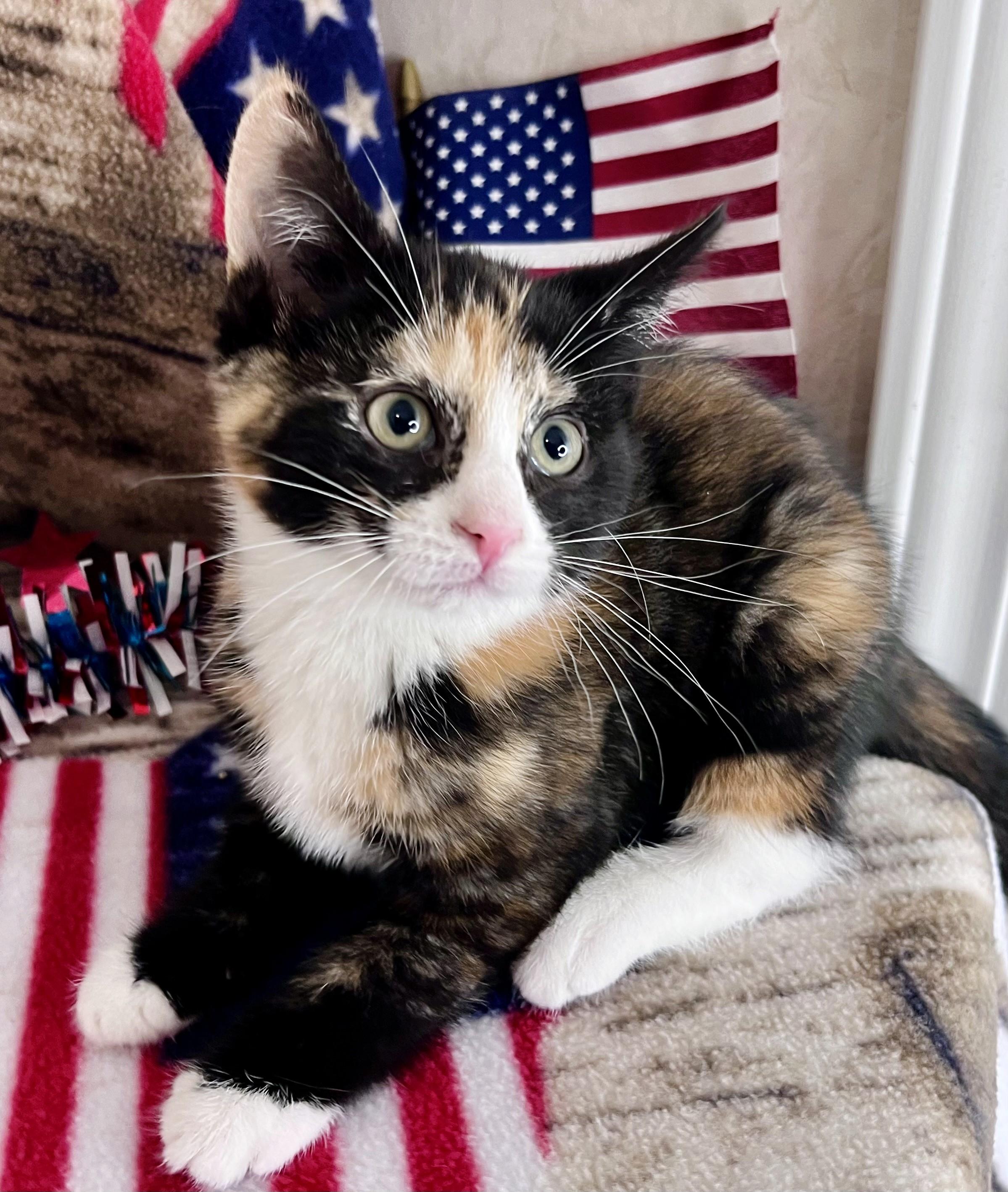 Enlarge Sophie, an adopted mixed breed in Rocky Hill, CT image 2/6