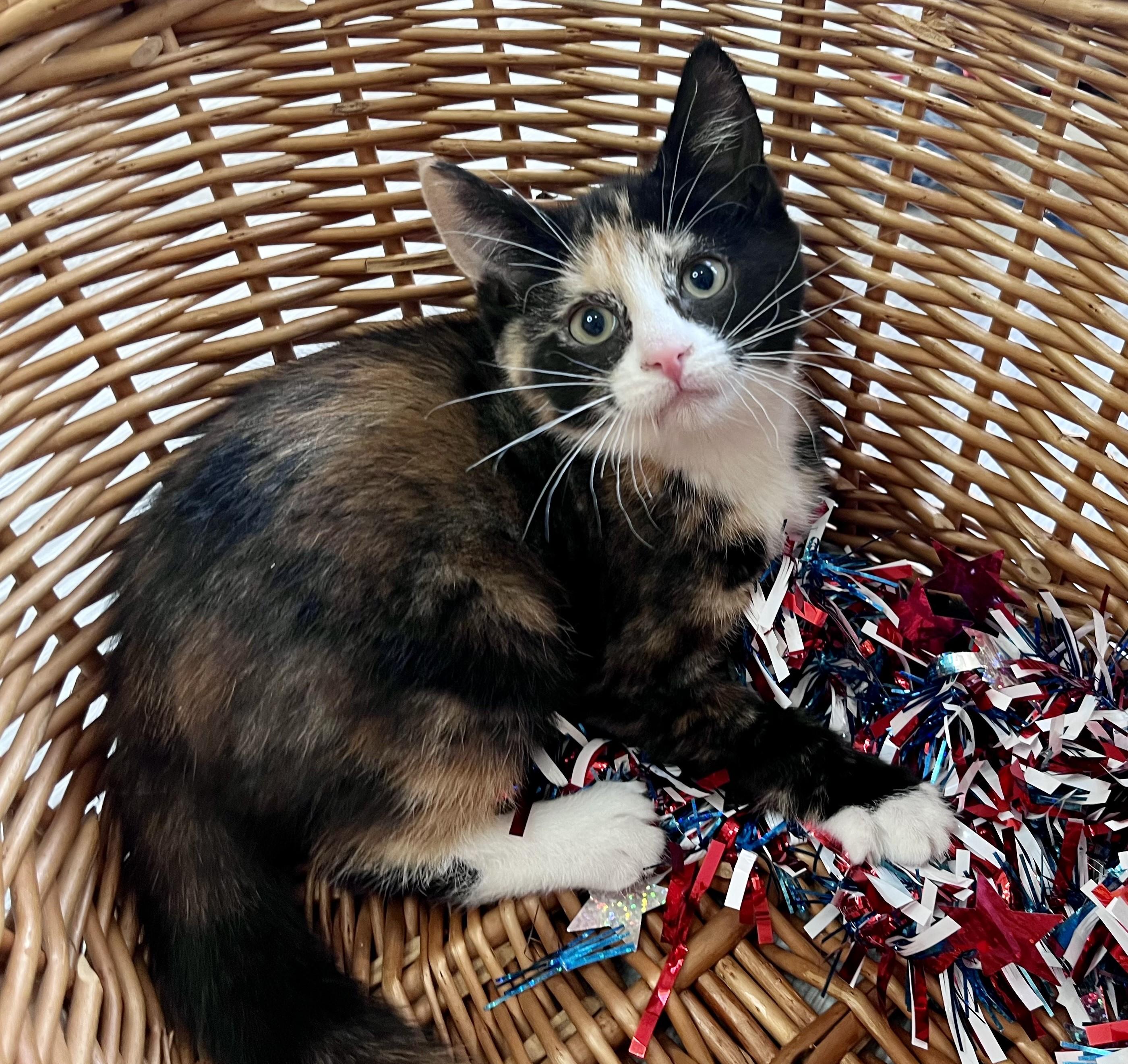 Enlarge Sophie, an adopted mixed breed in Rocky Hill, CT image 4/6