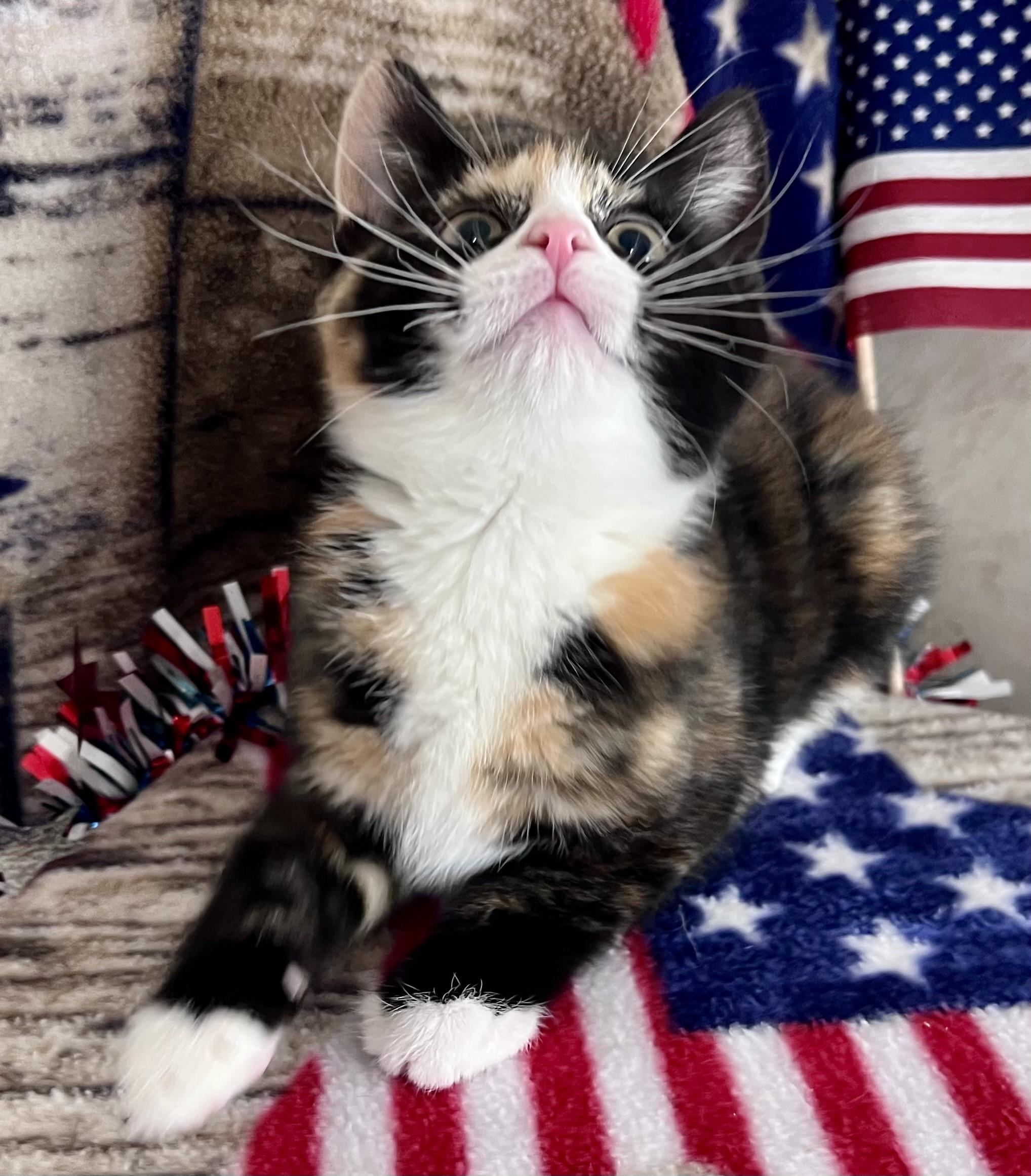 Enlarge Sophie, an adopted mixed breed in Rocky Hill, CT image 3/6
