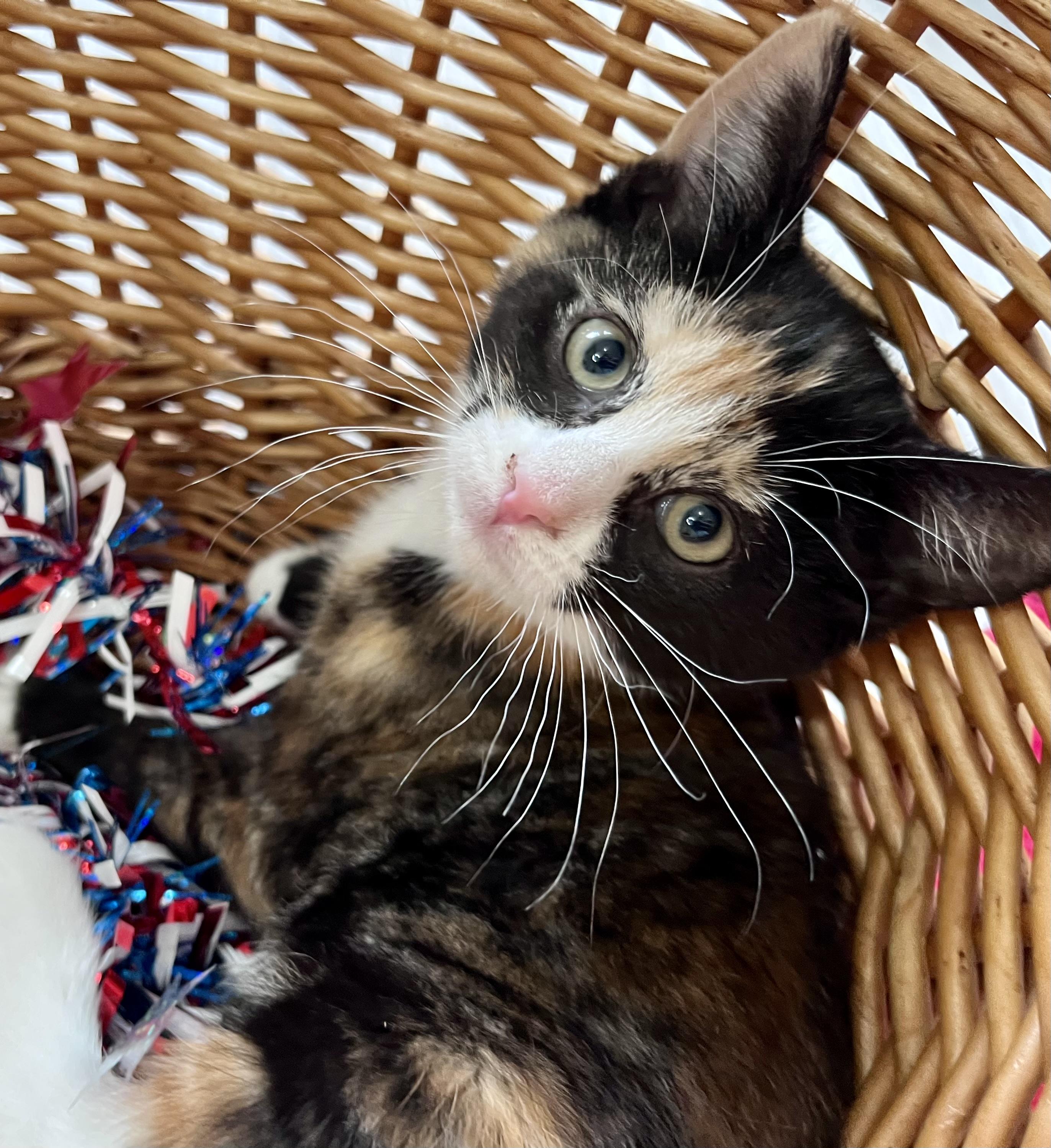 Sophie, adopted, Kitten Female Domestic Short Hair & Calico.