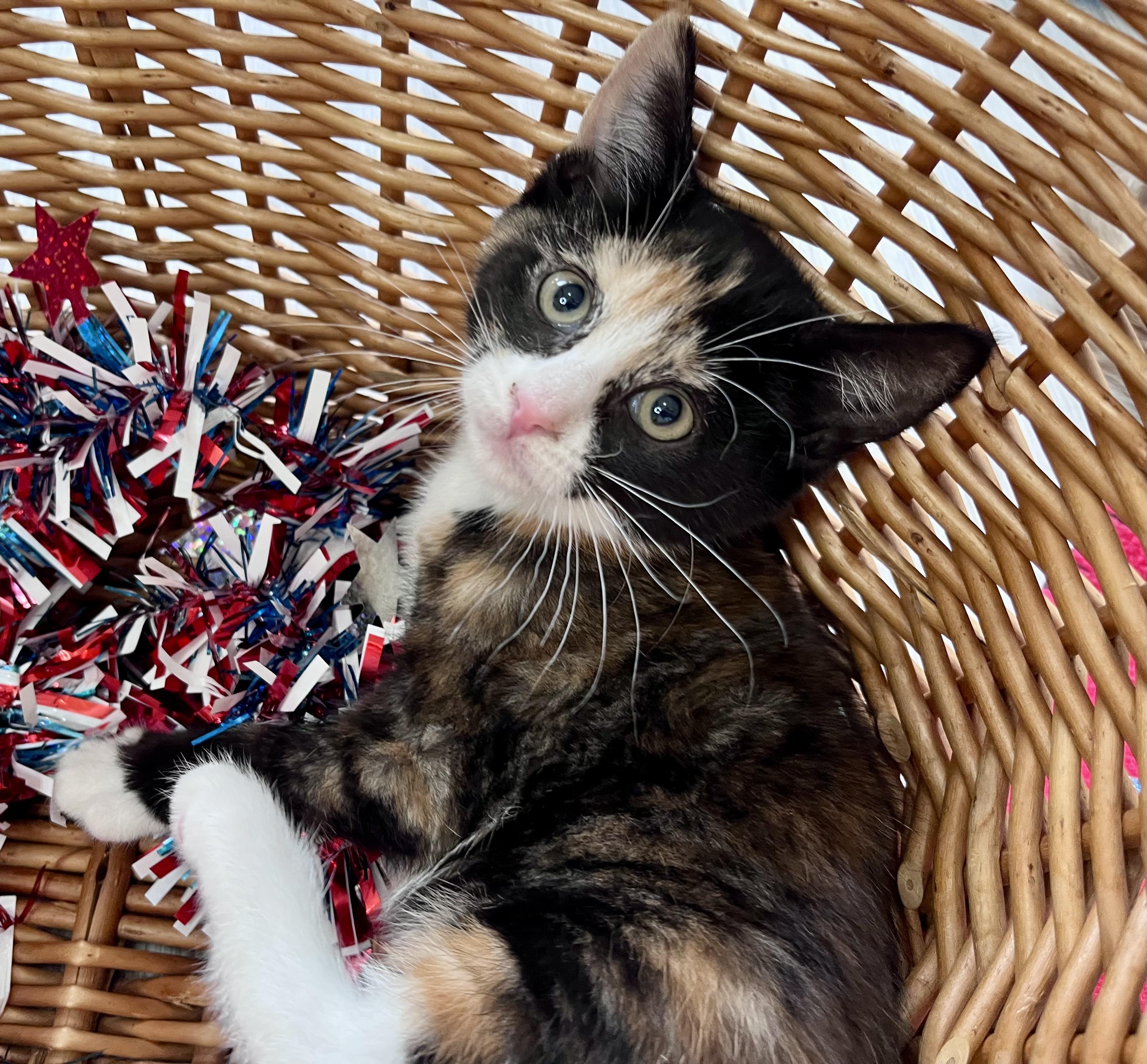 Enlarge Sophie, an adopted mixed breed in Rocky Hill, CT image 6/6