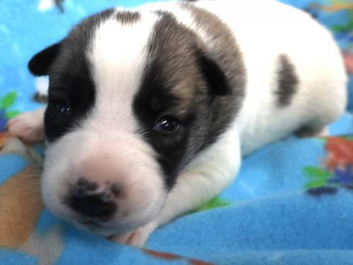 Dixie, Adoptable, Puppy Female Border Collie & Shepherd.